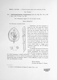Gymnosporangium clavariiforme image